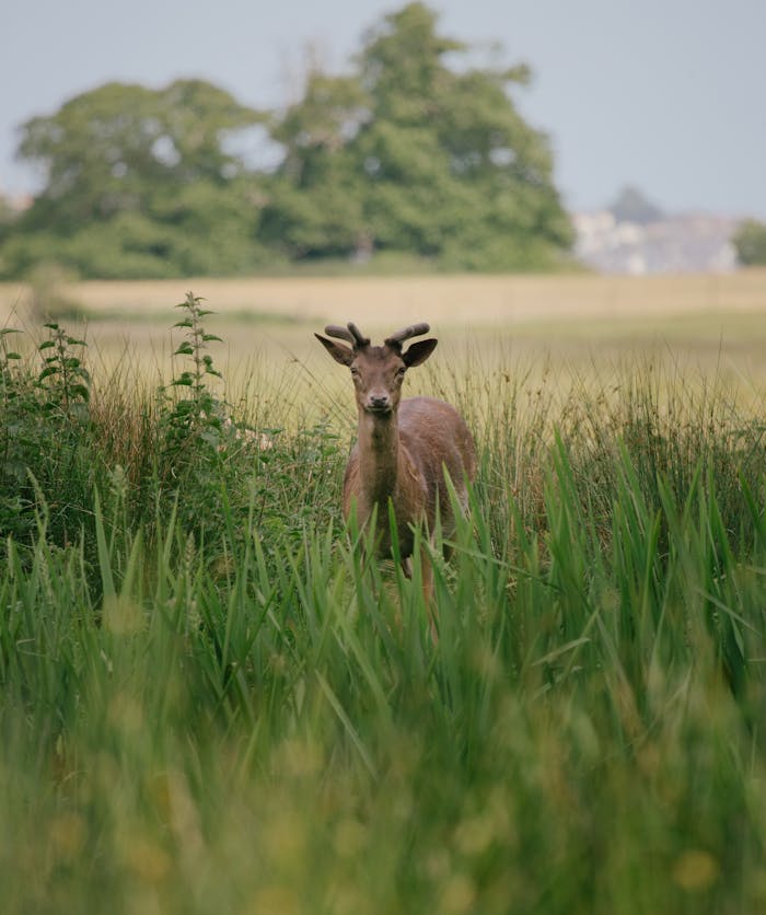 A majestic stag stands among tall grass in a lush forest, captured in a serene outdoor setting.