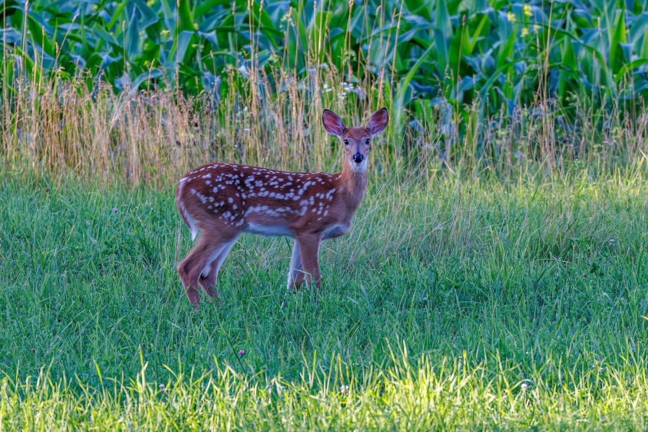 A white-tailed deer fawn standing in a lush green field surrounded by grass.