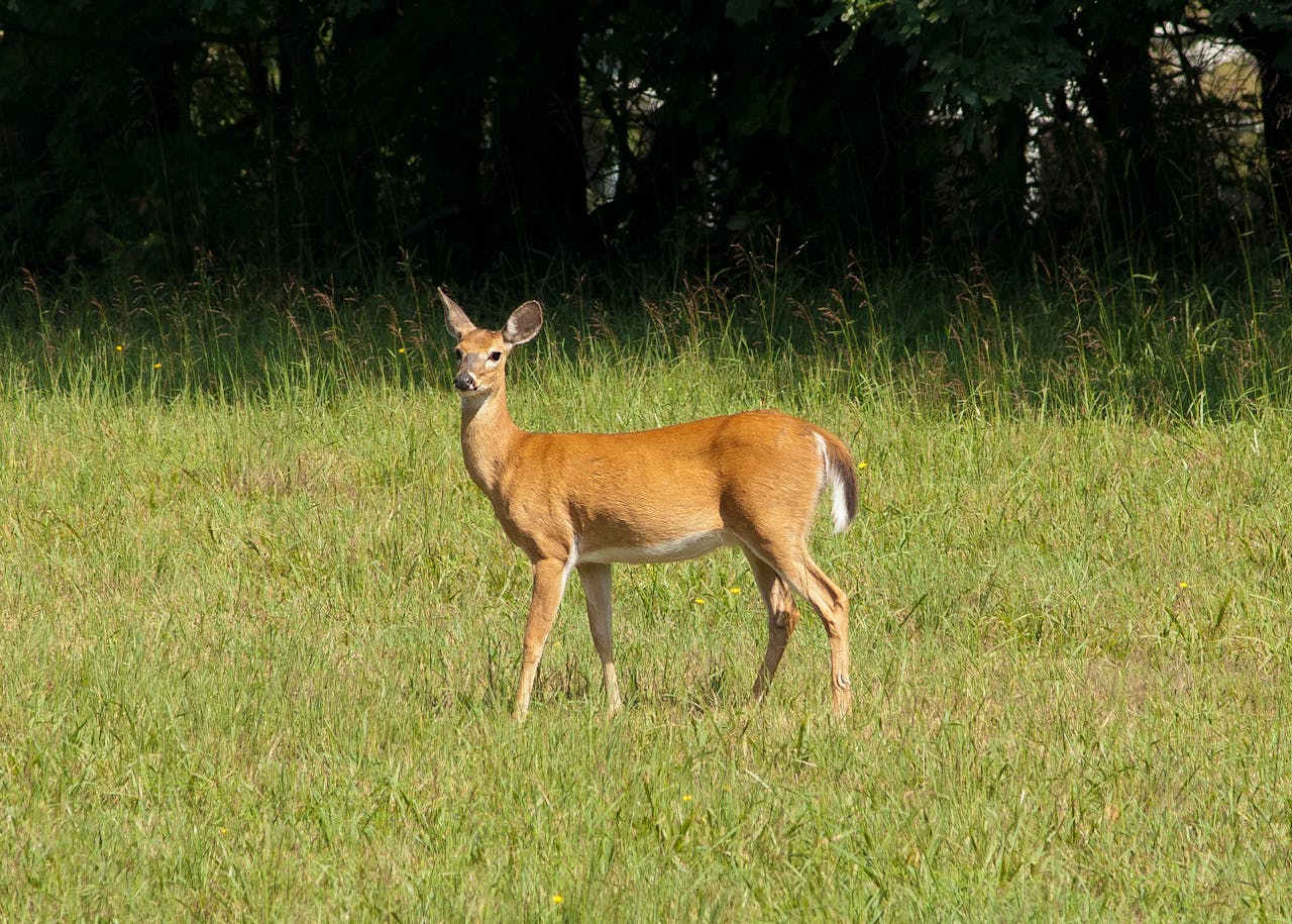 A white-tailed deer stands gracefully in a sunlit meadow, surrounded by lush greenery and tranquility.